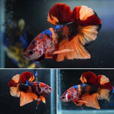 #2 (New Arrival) Candy Tiger Nemo Koi Male Plakat Betta Fish - High Quality Live Aquarium Male Betta Fish